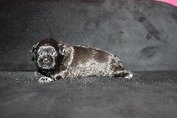 CHIOT