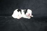 CHIOT