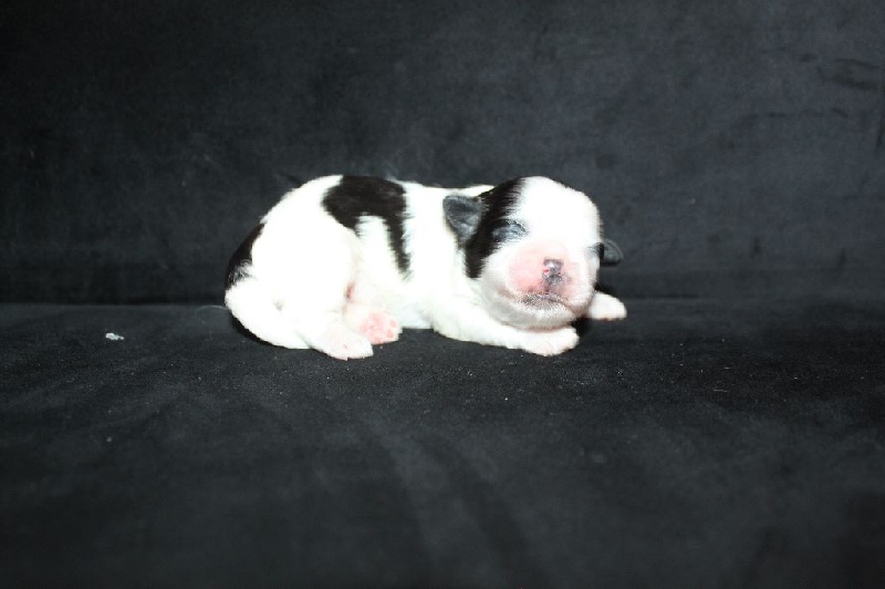 Gang Sing's Paradise - Shih Tzu - Portée née le 28/08/2015